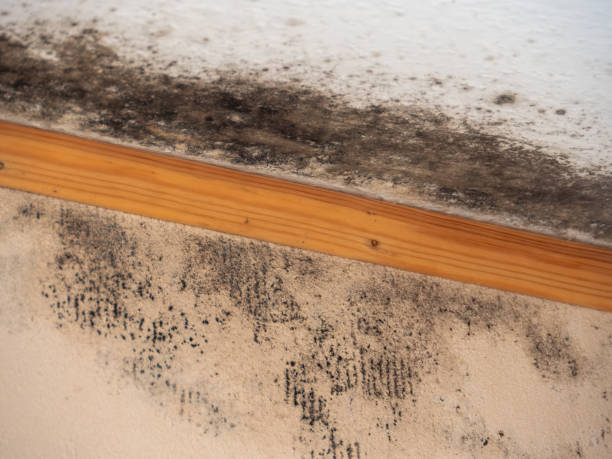 Professional Mold Inspection, Removal & Remediation in Allyn, WA